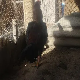 horaz baýes horaz baýee