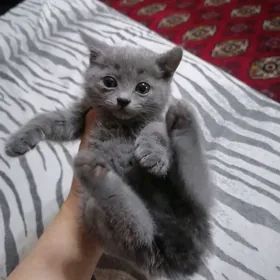 котёнок девочка