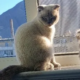 Весла уха Кошечка красавица