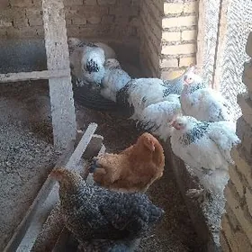 brama towuk horaz arginal