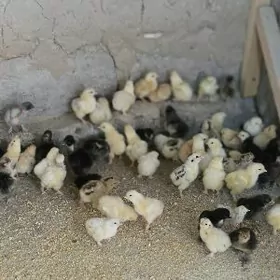 juje brama we balgar