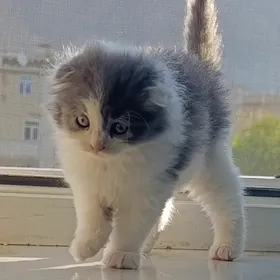 Весла уха Кошечка