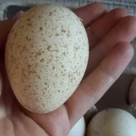 индюк юмуртга/ induk yumurtga