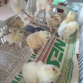 brahma.buroler juyje