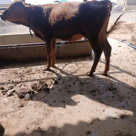 tüwe  1 aÿ bakylan