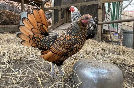 15-летняя курица в США установила рекорд долголетия