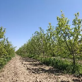 miweli bag tayyn biznes