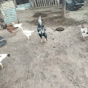 parado