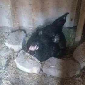 даган породо курк товук