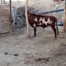 сатлык окиз йемда дуран