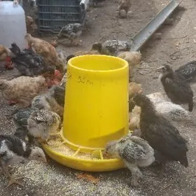 хасаки, брамо, дакан жужелер.