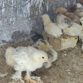 Büroler paroda jüyje