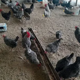 TOWUK DOMINANT YUMURTGA D959!