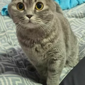 Шотландский весло ухи