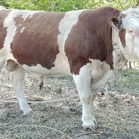 Сементал окуз