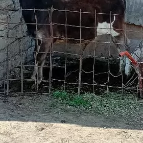 ARGINAL ŞWES ÖKÜZ