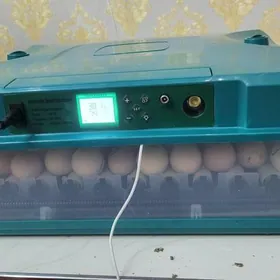 Inkubator Инкубатор