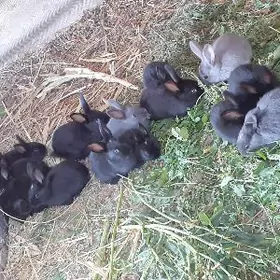 towsan caga welikan gatysan