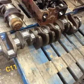 cat pagrusygyn 966 waly