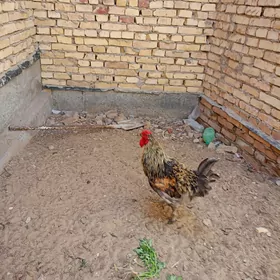 хораз  брамо