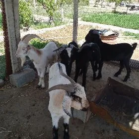 teke zenorkas pakistan