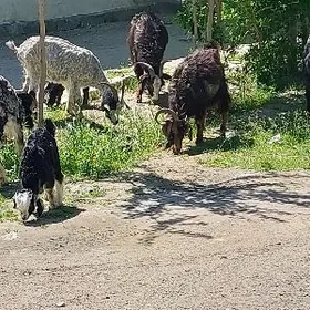 овлаклы гечи