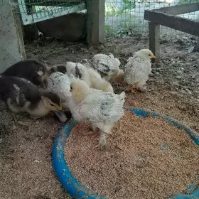 byrama balgar jüýje