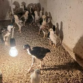 TASKENT HOROZ JUŸJE