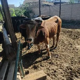 semiz okiz bar 6sany