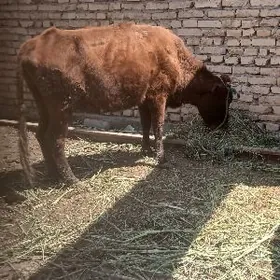 гысыр сыгыр