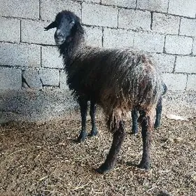 goýun bakilip duran