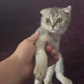 Вислаухи пишиджек