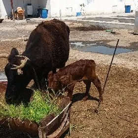 Голели сыгыр