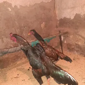 korey German şamolar!!!!