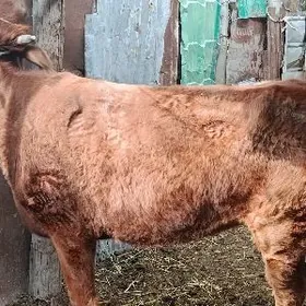 Баклык унажын