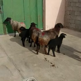 Guzuly goyyn owlakly geci isse