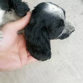 Spaniel Спаниель