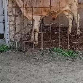 ARGINAL ŞWES ÖKÜZ