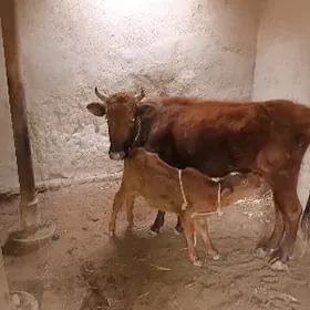 🧿Göleli sygyr🧿