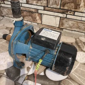 насоз гучли