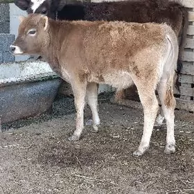 şwes tohum öküz tuwe