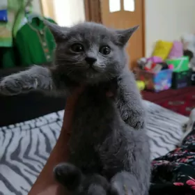 Полупородистый котёнок