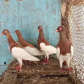 о́й хайванлары