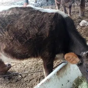 голели сыгыр