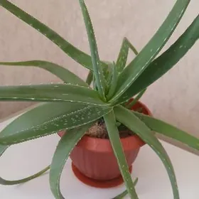 Aloe