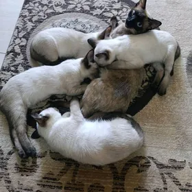 Сиямский котята