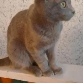 шотландский парода