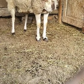 gissar goc гиссар