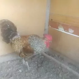 Доминант хораз