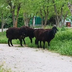 Goyun gara kol issek